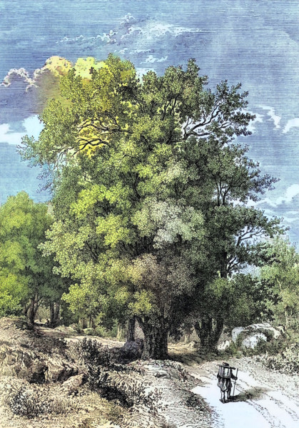 An oak tree in the woods of Fontainebleau Palace around 1820 near Paris. France. the largest of the