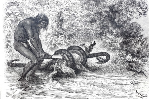 A South American Indian frees his dog from the stranglehold of a boa constrictor snake.
