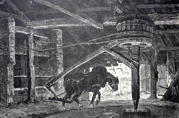 Mine horse turning the treadmill in a mining operation.