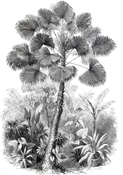Latan tree is a species of palm.