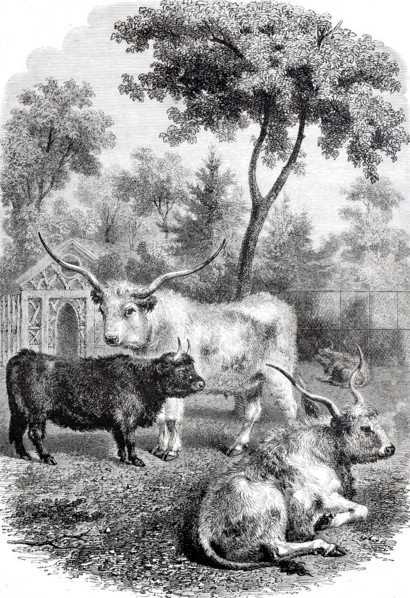 Hungarian and Scottish oxen in the Jardin des Plantes.