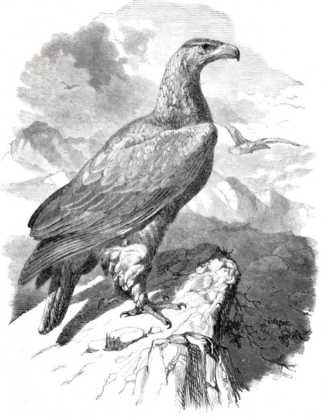 Golden Eagle.