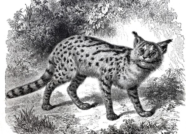 Serval.