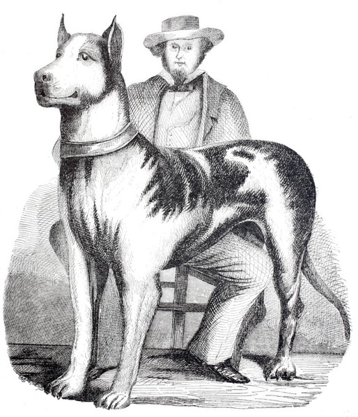 Great Dane.