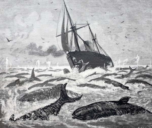 The steamship Newport encounters a large group of whales off the Delaware Promontory.