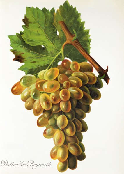 Ampelograhie. grape variety science. oenology. viticulture. grape. vine. Dattier de Beyrouth grape.