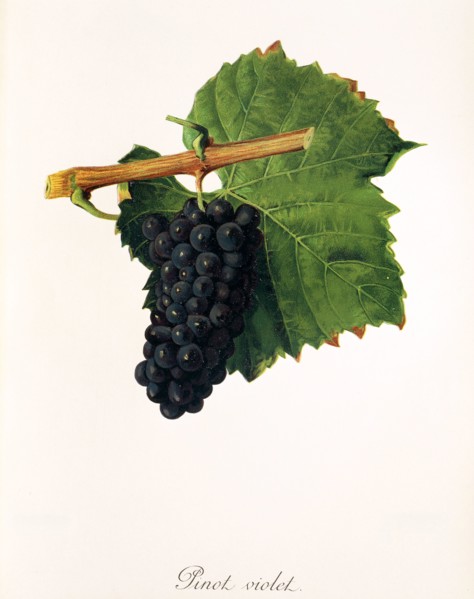 Ampelograhie. grape variety science. oenology. viticulture. grape. vine. Pinot Violet grape.
