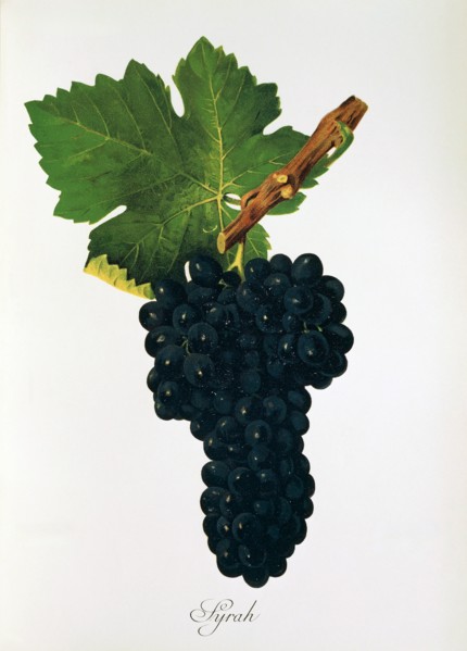 Ampelograhie. grape variety science. oenology. viticulture. grape. vine. Syrah grape. digitally