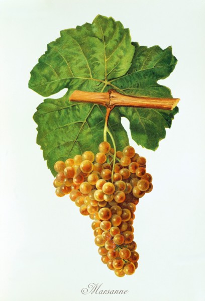Ampelograhie. grape variety science. oenology. viticulture. grape. vine. Marsanne grape. digitally