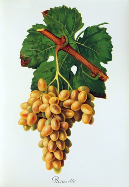 Ampelograhie. grape variety science. oenology. viticulture. grape. grapevine. Roussette grape.