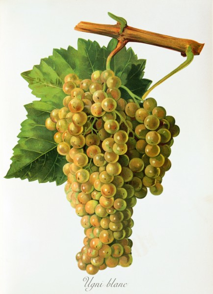 Ampelograhie. grape variety science. oenology. viticulture. grape. vine. Ugni Blanc grape.
