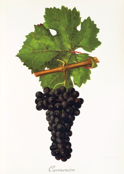 Ampelograhie. grape variety science. oenology. viticulture. grape. vine. Carmenere grape. digitally