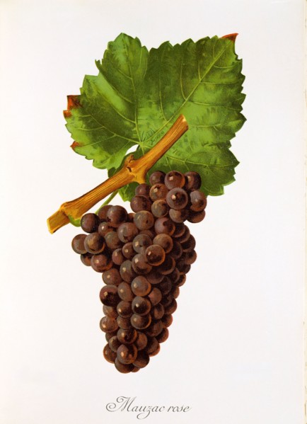 Ampelograhie. grape variety science. oenology. viticulture. grape. grapevine. Mauzac Rose grape.