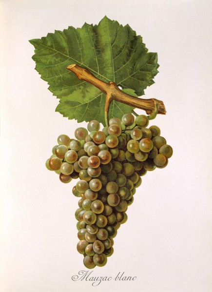 Ampelograhie. grape variety science. oenology. viticulture. grape. grapevine. Mauzac Blanc grape.