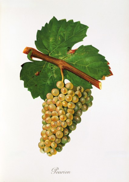 Ampelograhie. grape variety science. oenology. viticulture. grape. vine. Peurion grape. digitally