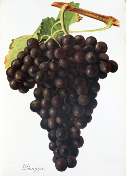 Ampelograhie. grape variety science. oenology. viticulture. grape. vine. Danugue grape. digitally