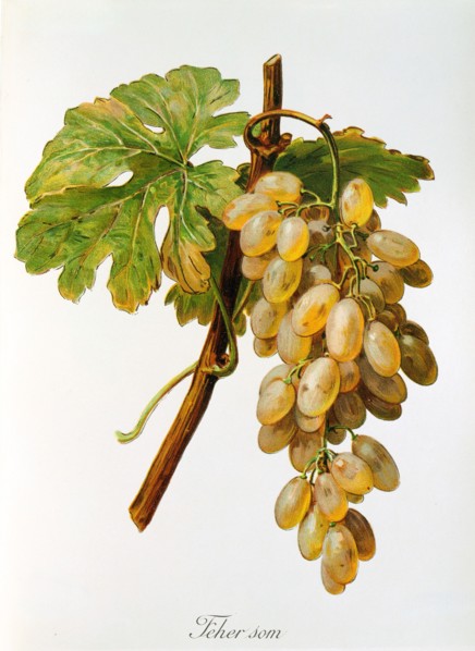 Ampelograhie. grape variety science. oenology. viticulture. grape. vine. Feher Som grape. digitally