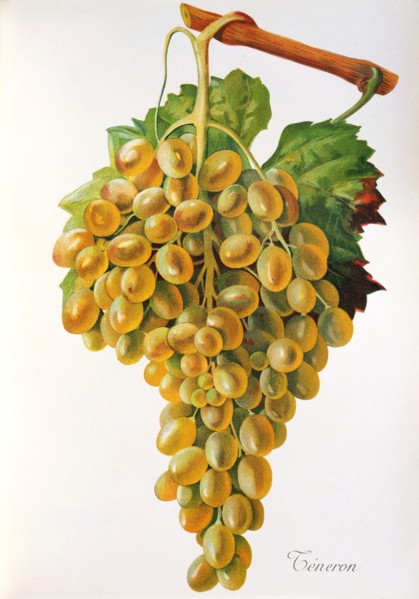Ampelograhie. grape variety science. oenology. viticulture. grape. vine. Teneron grape. digitally