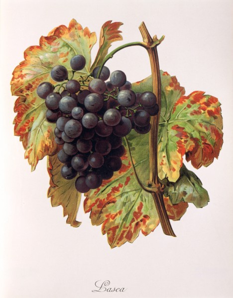 Ampelograhie. grape variety science. oenology. viticulture. grape. grapevine. Lasca grape.