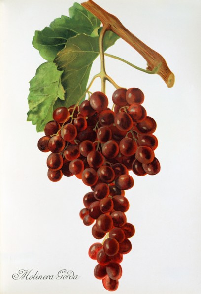 Ampelograhie. grape variety science. oenology. viticulture. grape. vine. Molinera Gorda grape.