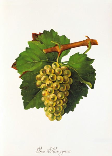 Ampelograhie. grape variety science. oenology. viticulture. grape. vine. Gros Sauvignon Blanc. also