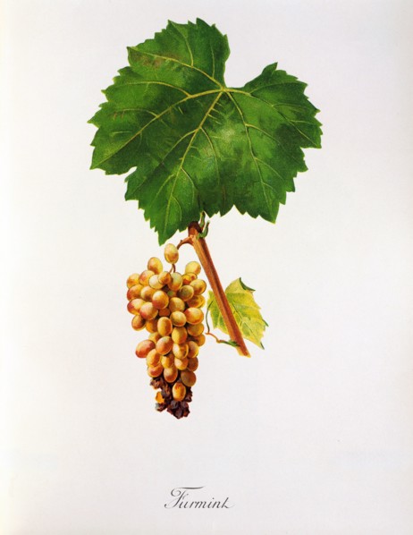 Ampelograhie. Grape variety science. Oenology. Viticulture. Grape. Vine. Furmint is the