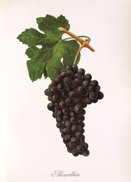 Ampelograhie. grape variety science. oenology. viticulture. grape. vine. Alvarelhao grape. is one