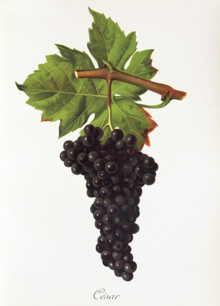 Ampelograhie. grape variety science. oenology. viticulture. grape. grapevine. César is an