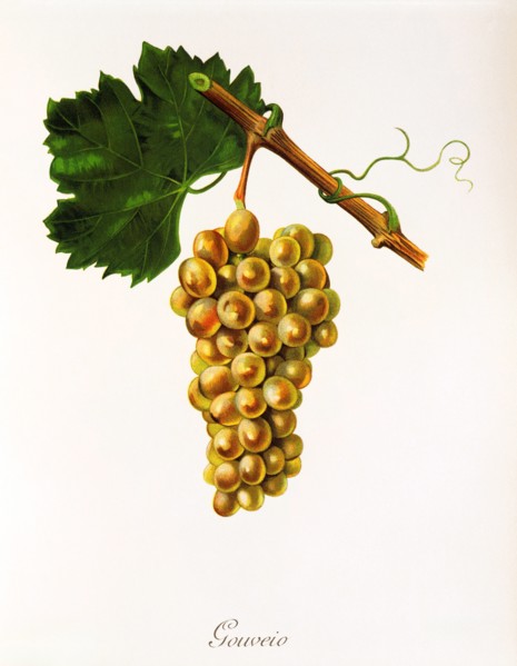 Ampelograhie. grape variety science. oenology. viticulture. grape. grapevine. Gouveio grape. an