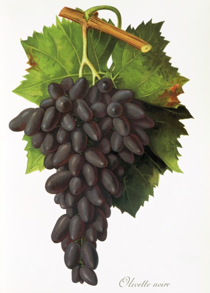 Ampelograhie. grape variety science. oenology. viticulture. grape. vine. Olivette Noire grape. red