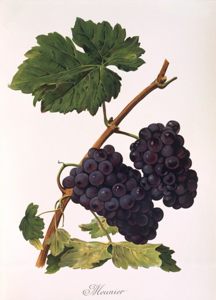 Ampelograhie. grape variety science. oenology. viticulture. grape. vine. Pinot Meunier or