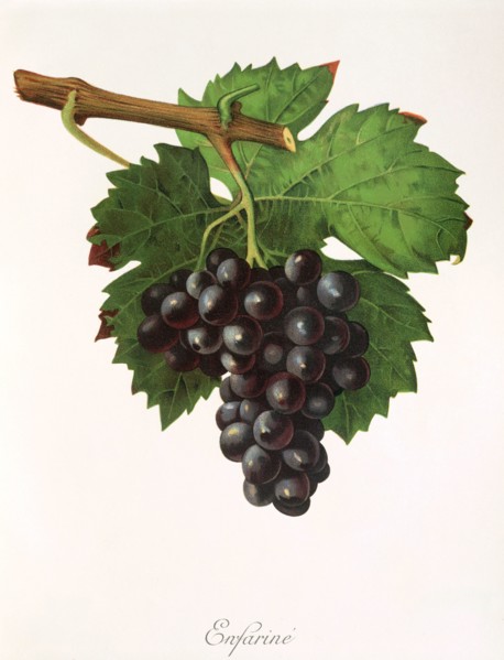 Ampelograhie. grape variety science. oenology. viticulture. grape. grapevine. Enfarine grape. red