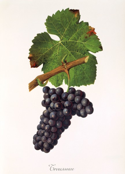 Ampelograhie. Grape variety science. Oenology. Viticulture. Grape. Vine. Trousseau grape is a red