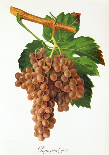 Ampelograhie. grape variety science. oenology. viticulture. grape. vine. Piquepoul Gris grape.