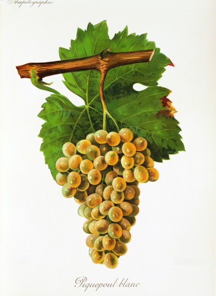 Ampelograhie. grape variety science. oenology. viticulture. grape. vine. Piquepoul Blanc grape.