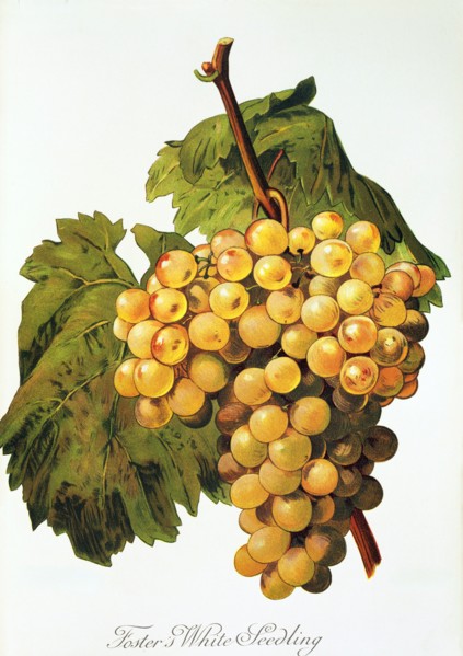 Ampelograhie. Grape variety science. Oenology. Viticulture. Grape. Vine. Foster's White Seedling