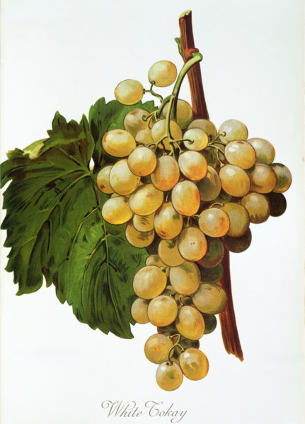 Ampelograhie. grape variety science. oenology. viticulture. grape. vine. White Tokay grape.