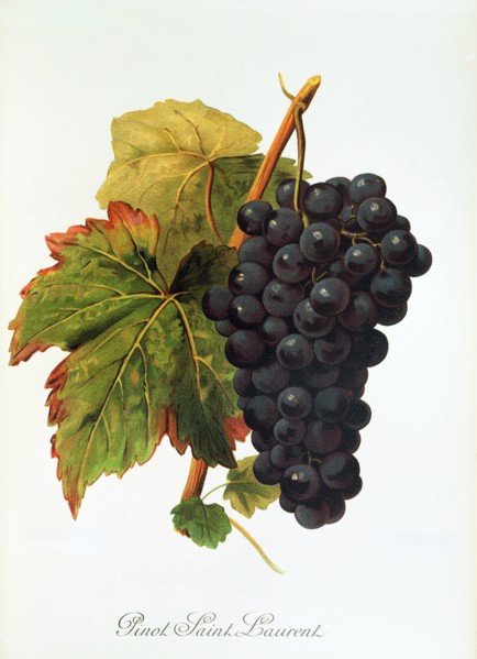 Ampelograhie. grape variety science. oenology. viticulture. grape. vine. Pinot Saint Laurent grape.