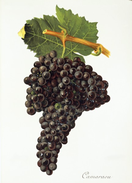 Ampelograhie. grape variety science. oenology. viticulture. grape. vine. Camaraou grape. digitally