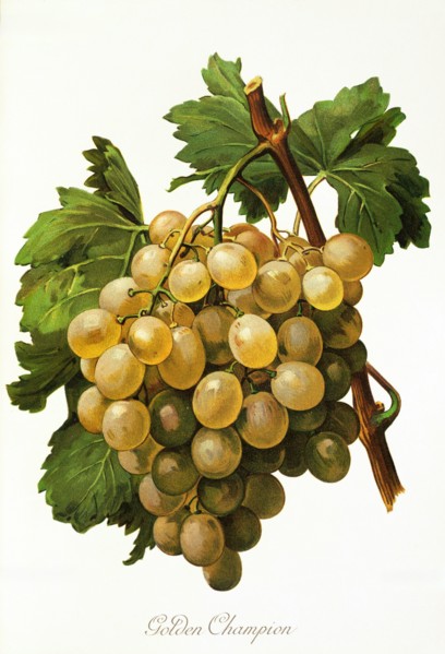 Ampelograhie. grape variety science. oenology. viticulture. grape. vine. Golden Champion grape.