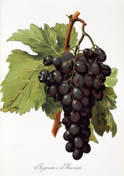 Ampelograhie. grape variety science. oenology. viticulture. grape. vine. Ingram's Muscat grape.