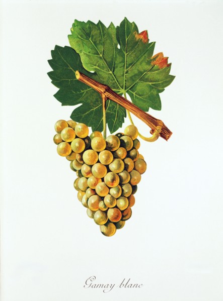 Ampelograhie. grape variety science. oenology. viticulture. grape. vine. Gamay Blanc grape.