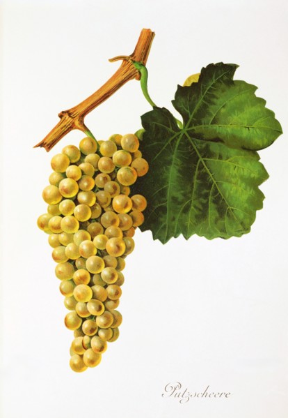 Ampelograhie. grape variety science. oenology. viticulture. grape. grapevine. grape cleaning
