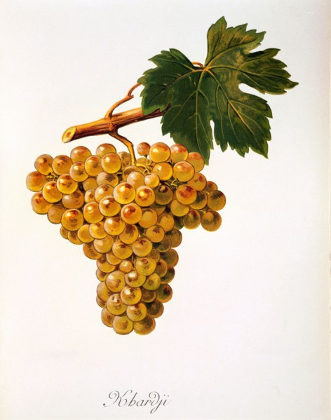 Ampelograhie. grape variety science. oenology. viticulture. grape. vine. Khardji grape. digitally