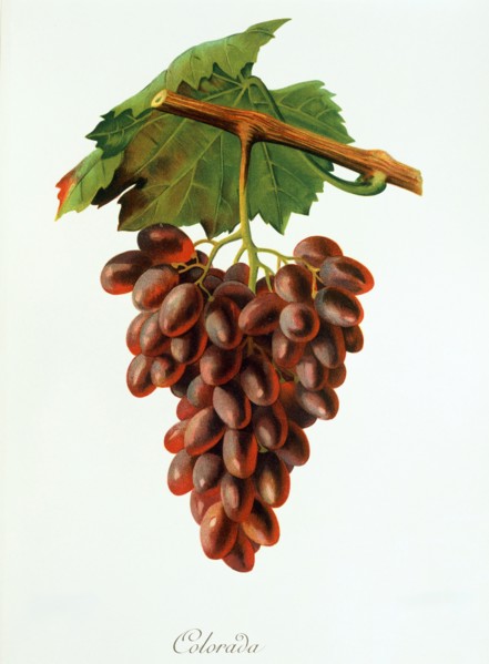 Ampelograhie. grape variety science. oenology. viticulture. grape. grapevine. Colorada grape.