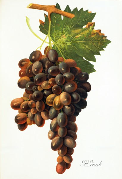 Ampelograhie. grape variety science. oenology. viticulture. grape. vine. Henab Noir grape.