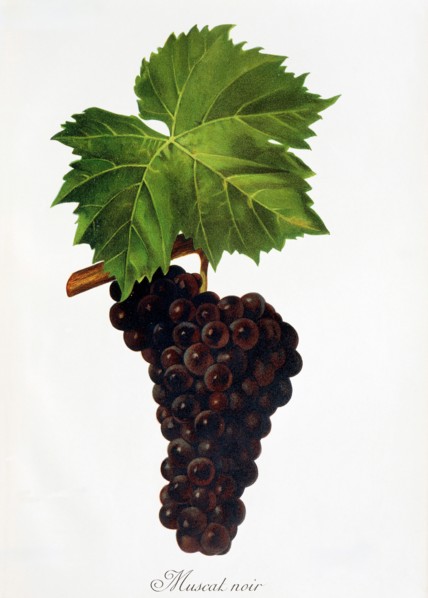 Ampelograhie. grape variety science. oenology. viticulture. grape. grapevine. Muscat Noir grape.