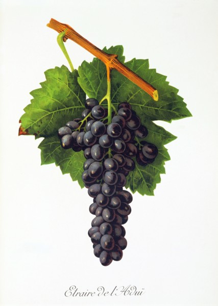 Ampelograhie. grape variety science. oenology. viticulture. grape. vine. Etraire del'Adui grape.