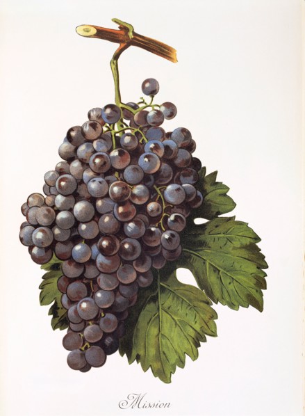 Ampelograhie. grape variety science. oenology. viticulture. grape. vine. Mission grape. digitally