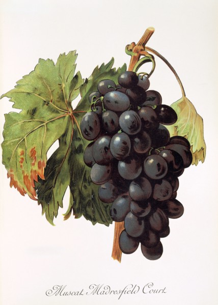 Ampelograhie. grape variety science. oenology. viticulture. grape. grapevine. Muscat Madrefield